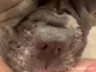 Close-up view at kinky oral zoo porn indoors