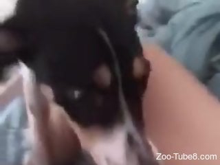 Black spotted dog licks wet pussy of a chick at home