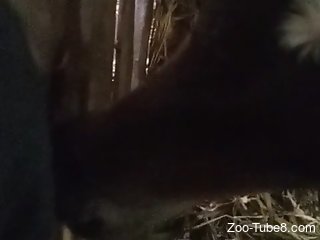 Horny cow is sucking zoophile's erected pecker