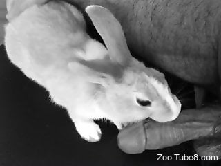 Grey rabbit tries bestiality blowjob for the first time