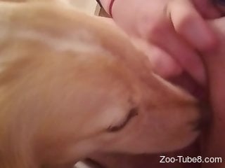Furry dog is busy licking shaved pussy of a housewife