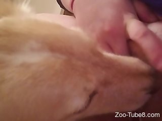 Furry dog is busy licking shaved pussy of a housewife