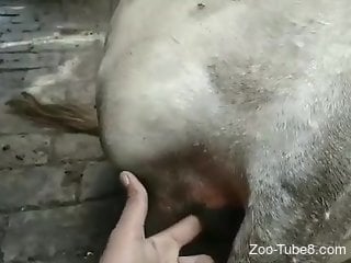 Zoophile is getting ready to enjoy the hot zoo sex