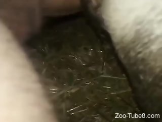 Kinky zoophile can't stop enjoying that zoo sex session