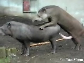 Hot zoo sex session featuring two aroused tapirs