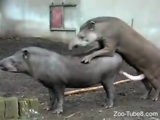 Hot zoo sex session featuring two aroused tapirs