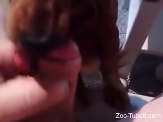 Zoophile offers his pecker to a dog for oral zoo sex