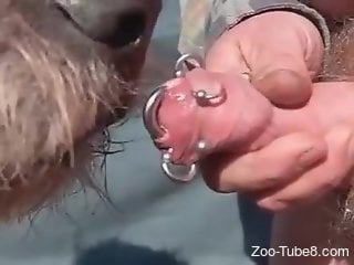 Zoophile with piercing in his dick enjoys oral zoo sex