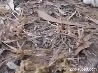 Zoophile is offering his hairy ass for rough zoo sex