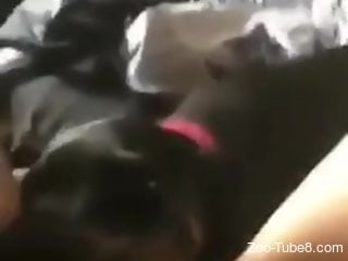 Aroused doggie is busy having bestiality pussy-licking