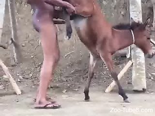 Naughty zoophile starts fucking the pony outdoors