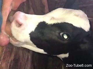 Horny cow is taking part in bestiality blowjob