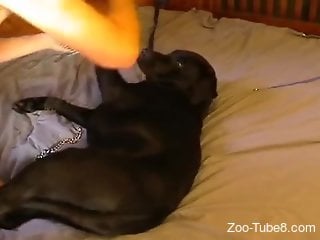 Zoophile is using dildo to fuck his horny doggie