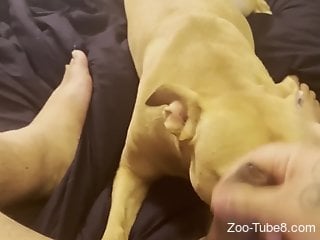 White doggie is in love with bestiality blowjobs
