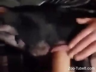 Zoophile is using dildo to fuck his black doggie