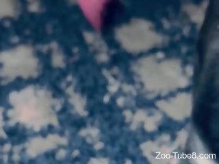 Filthy zoophile is playing with his doggie's pecker