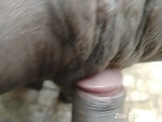 Filthy zoophile loves having zoo sex outdoors