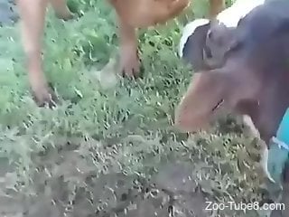 All zoophiles will definitely enjoy that hot zoo sex
