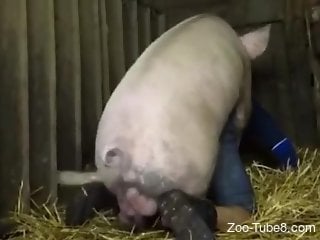 Dirty-minded zoophile gets fucked by a pig