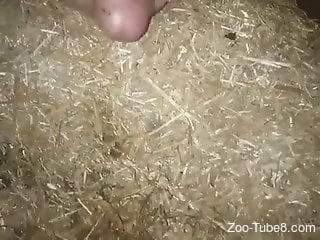 Horny zoophile is busy having passionate zoo sex