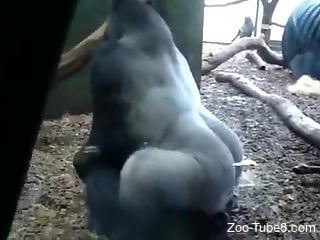 Gorilla at the zoo fucks his bitch and this guy admires the show