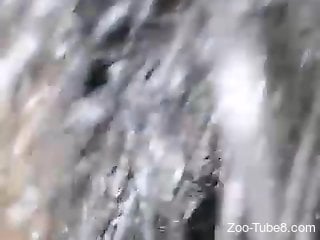 Naked man deep fucks horse in the wet pussy and films himself
