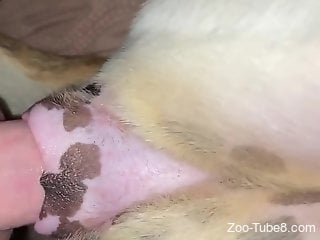 Man deep fucks animal in the pussy and comes inside it