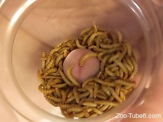 Solo jerk off with worms crawling on his dick in close scenes