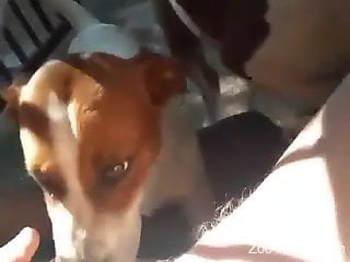 Dog licks owner's cock along with other dogs