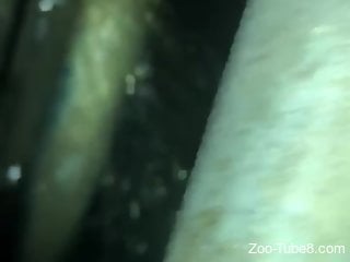 Rough bestiality sex filed in darkness