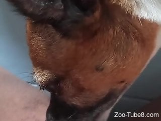 Dog licks naked woman in the pussy and makes her come