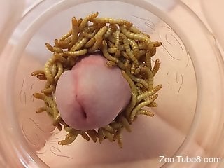 Horny male shows off with worms crawling on his big dick