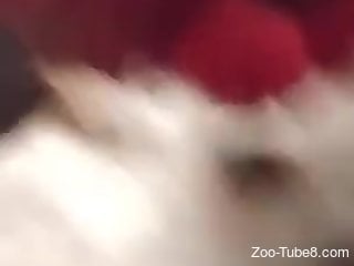 Naked man shares unique webcam sex scenes with his small dog