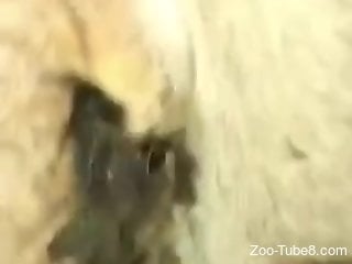 Extremely kinky zoophilia filmed in details