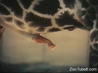 Man loves watching animals at the zoo fucking in crazy kinks