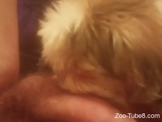 Hot oral bestiality by a furry white doggie