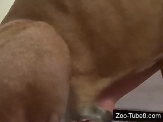 Big dog pleases sexy babe during zoo porn