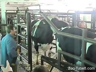 Zoophile enjoys watching the rough zoo sex