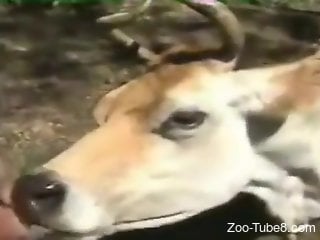 Amateur farmer films himself when the cow licks his cock