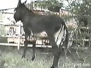 Aroused donkey is fucking zoophile in the ass