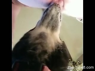 Furry doggie is having oral zoo sex