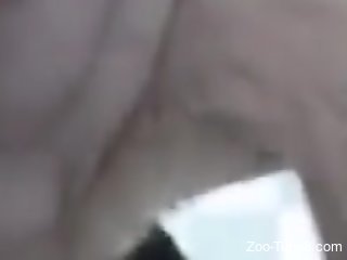 White furry doggie featuring in zoo porn