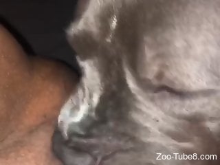 Horny dog is busy eating pussy during zoo sex