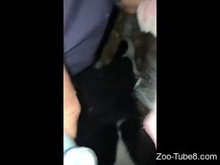 Kinky zoophile is having zoo sex with a cow