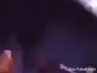 Black doggie enjoys the wild homemade zoo sex