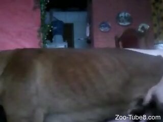 Brown doggie loves doggy-style zoo sex