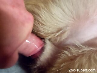 Zoophile cums after zoo sex with a furry dog