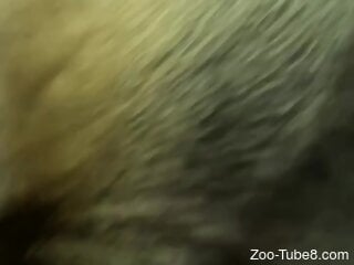 Brown doggie’s hole gets nailed by zoophile