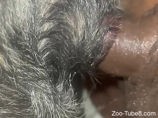 Furry dog is enduring hot zoophilia action