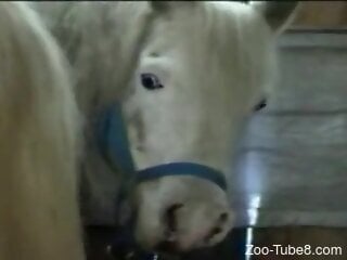 Zoophile loves fisting the white horse a lot